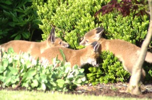 Three cubs in the bushes.