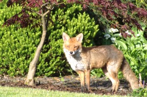 Vixen watching me watching her.