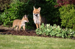 Vixen and one cub.