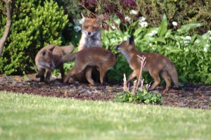 Vixen and cubs.